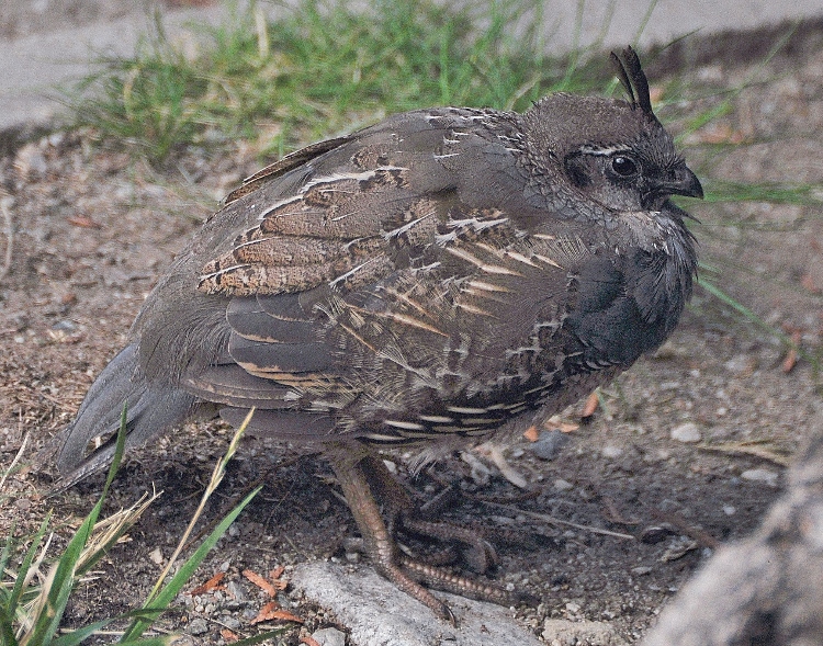 California quail